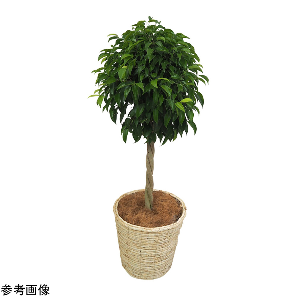 観葉植物(生木)ベンジャミン