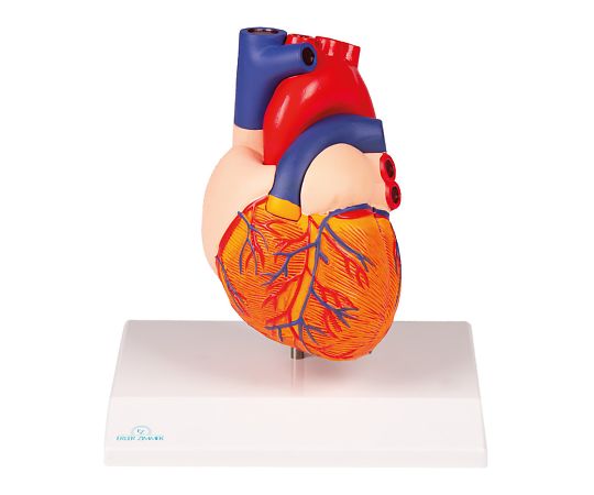 心臓2分解モデル G310