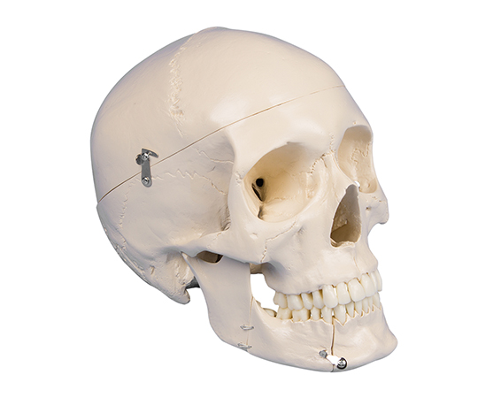 頭蓋骨モデル 4513