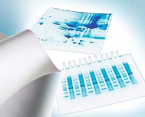 Immobilon-P PVDF 0.45um 8.5x13.5cm sheet 10/Pk 10PK IPVH08130 IPVH08130(1個(10個入り))