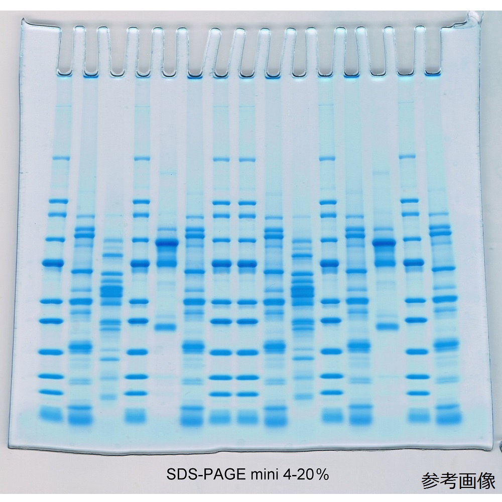 4-6435-02 プレキャストゲル SDS-PAGE mini 12% 1mm 8well 1箱(10枚入) 01-000M-10 01-000M-10(1箱(10枚入り))