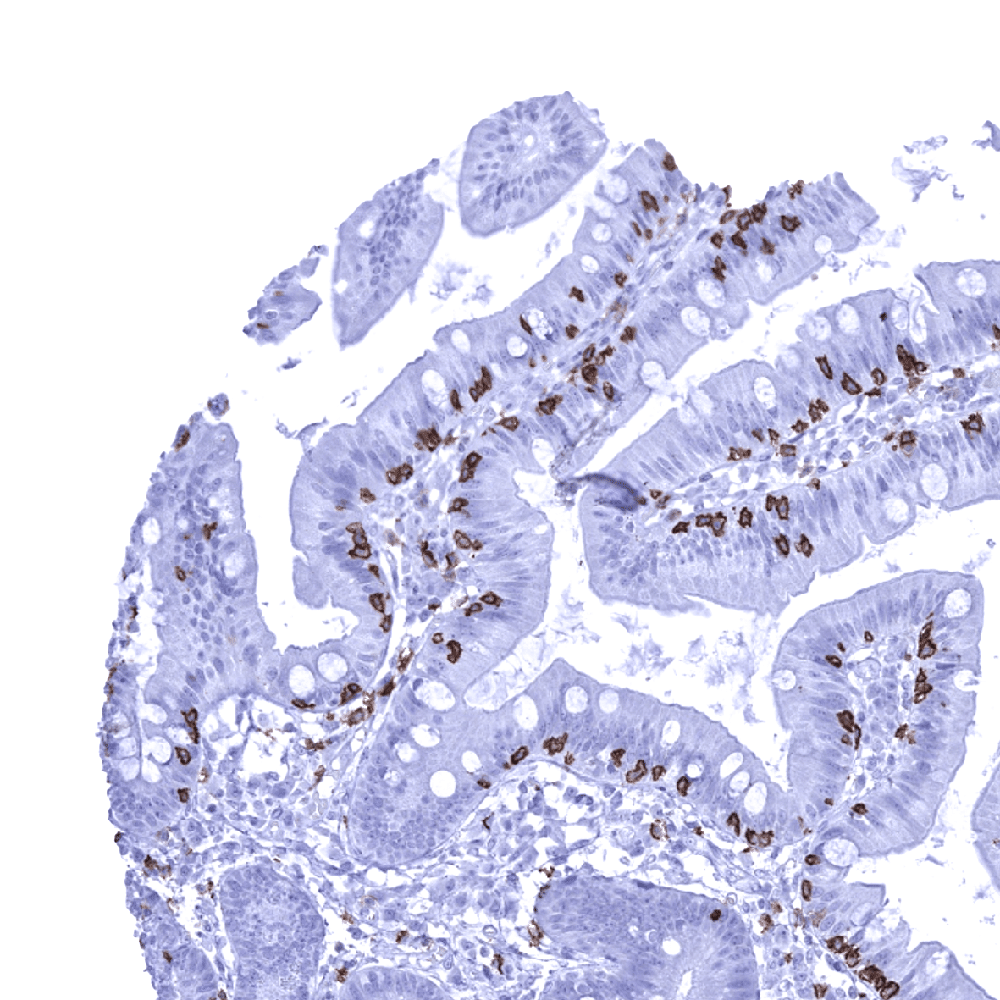 CD8抗体 (MSVA-008R) 0.1mL 2474-008R-01 2474-008R-01(1個)