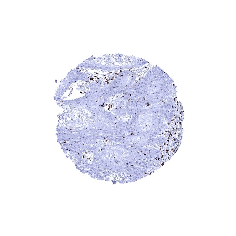 CD3抗体 (MSVA-003R) 0.1mL 2465-003R-01 2465-003R-01(1個)