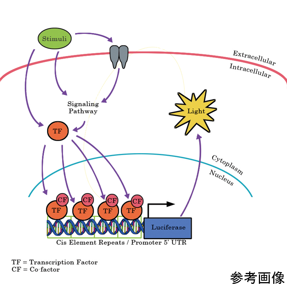 ルシフェラーゼレポーター安定細胞株 SL-0019 SL-0019(1バイアル)
